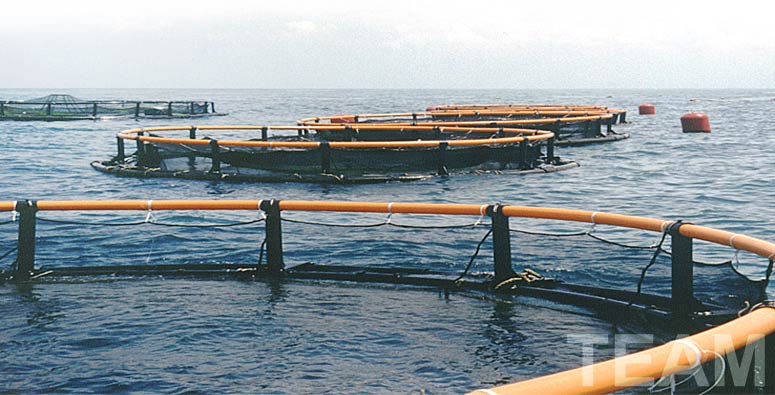 Sea Cage Aquaculture