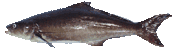 Cobia