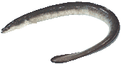 Eel