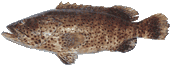 Grouper