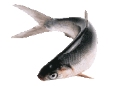 Milkfish