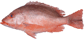 Snapper