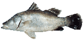 Sea Bass