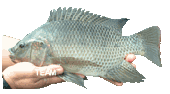 Tilapia