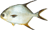 Yellow Wax Pompano