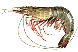 Tiger Prawn