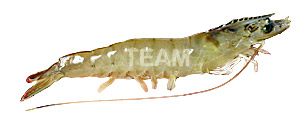 Vannamei Shrimp 